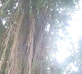 MFP | HTML Produced by MonkeyForest Presents